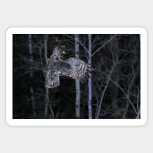 Hover - Great Grey Owl Sticker